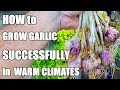 How to Grow Garlic in a Warm Climate