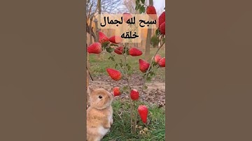 أجمل تلاوة تريح القلوب لجمال خلقه