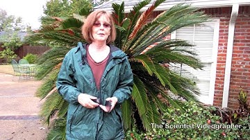 Shutter Remote Controller for iPhone Camera