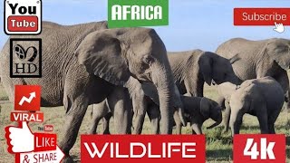 Wildlife relaxation 4K | Peaceful Nature Meditation and Wildlife Exploration Video