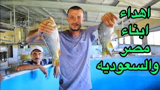 اكبر دفعه زريعه في مصر الاحجام اللي فرحتني 80 الف سمكه