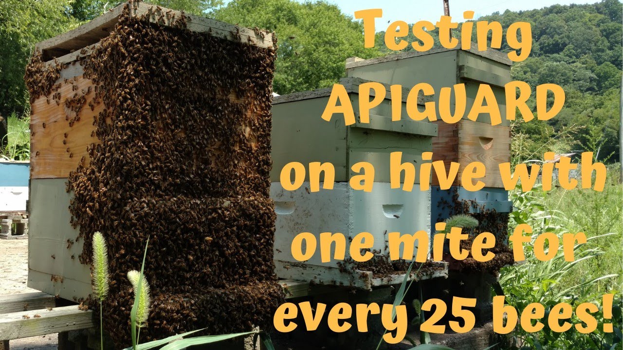 🔵Dangerous Varroa Mite Infestation! Using Apiguard And Does It Work Pt.1