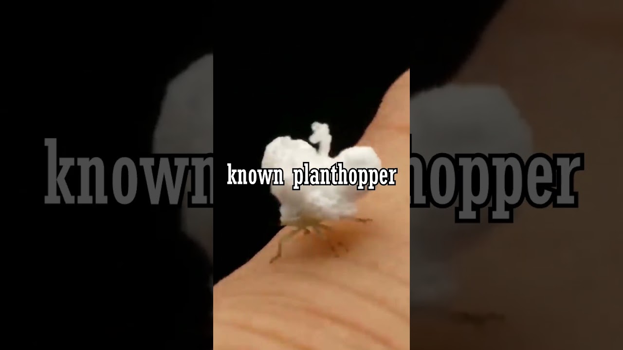 The Walking Popcorn Bug🍿