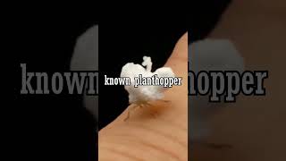 The Walking Popcorn Bug🍿
