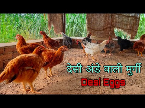 वीडियो: अंडे के लिए मुर्गियां कैसे पालें (चित्रों के साथ)