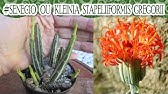 Flor do cacto melancia +pequeno tur🌵♥️ - thptnganamst.edu.vn