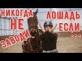 СКОЛЬКО СТОИТ ЛОШАДЬ?💸🐴🤯