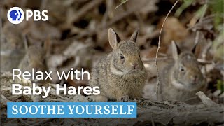 Relax With Baby Hares Soothe Yourself Pbs Nature