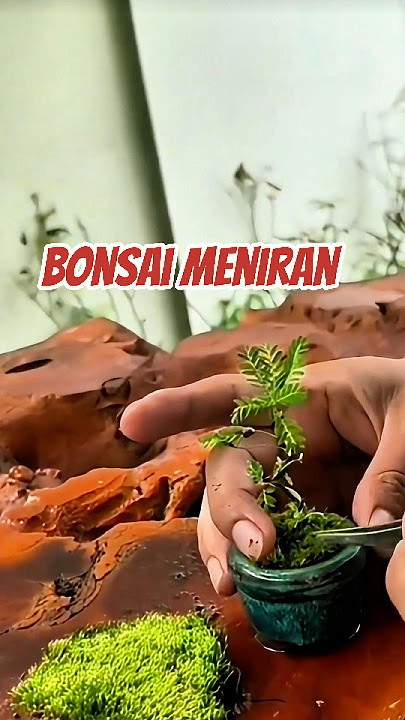 Tutorial Bikin Bonsai Mini di Rumah #agriculture #bonsai #bonsaimini