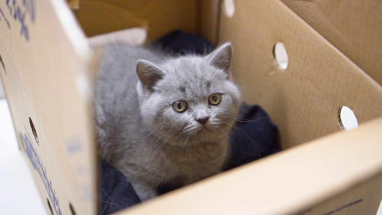 CAT in NEW Home. First day YouTube