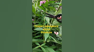 Секрет шикарного куста флоксов