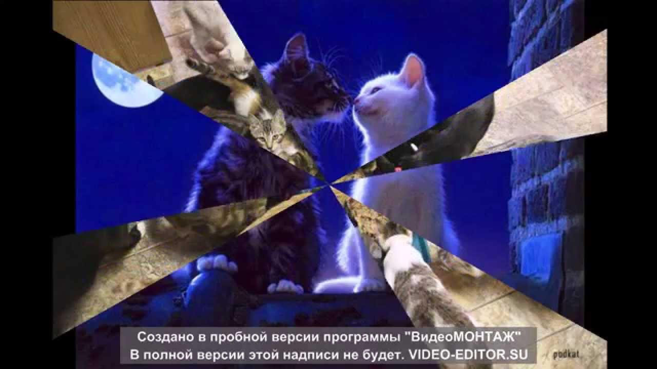 Кошка поцарапала машину