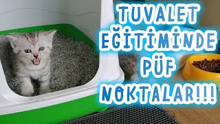 Kitten Toilet Training / / Ways To Get Used To It Quickly