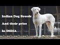 Top 10 Indian Dog breeds and their price in India Top 10 Indian Dog breeds and their price in India