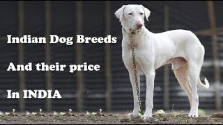 Top 10 Indian Dog breeds and their price in India by Dog Breed Info Share 1,255,477 views 6 years ago 7 minutes, 7 seconds