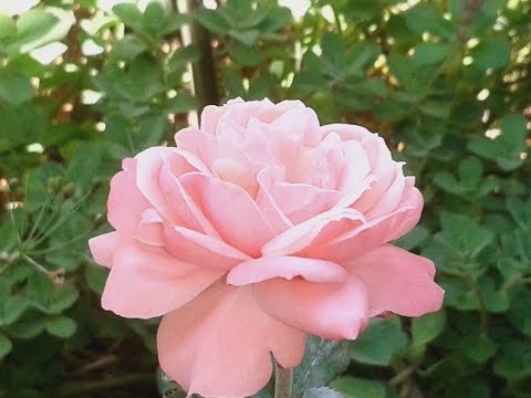 Vídeo: Como cultivar rosas a partir da semente: 14 etapas (com fotos)