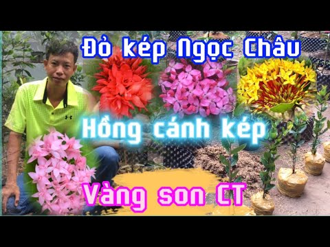 #1 Giao lưu hoa mẫu đơn tím sen vĩnh châu vàng son , đỏ kép, hồng kép @Bông Trang AG Mới Nhất