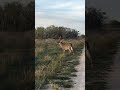 Buck looking for a doe