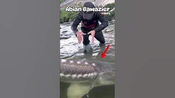 MENCOBA MENANGKAP IKAN STURGEON DENGAN TANGAN KOSONG#short