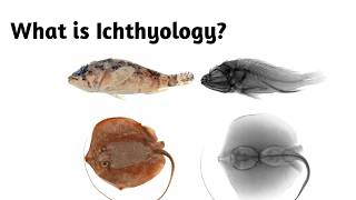 What is Ichthyology 