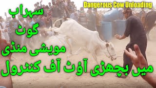 Dangerous Cow Unloading Sohrab Goth Maweshi Mandi 2021