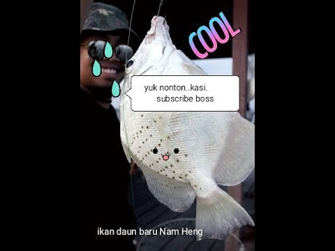 ikan-daun-baru-nam-heng-sungai-johor