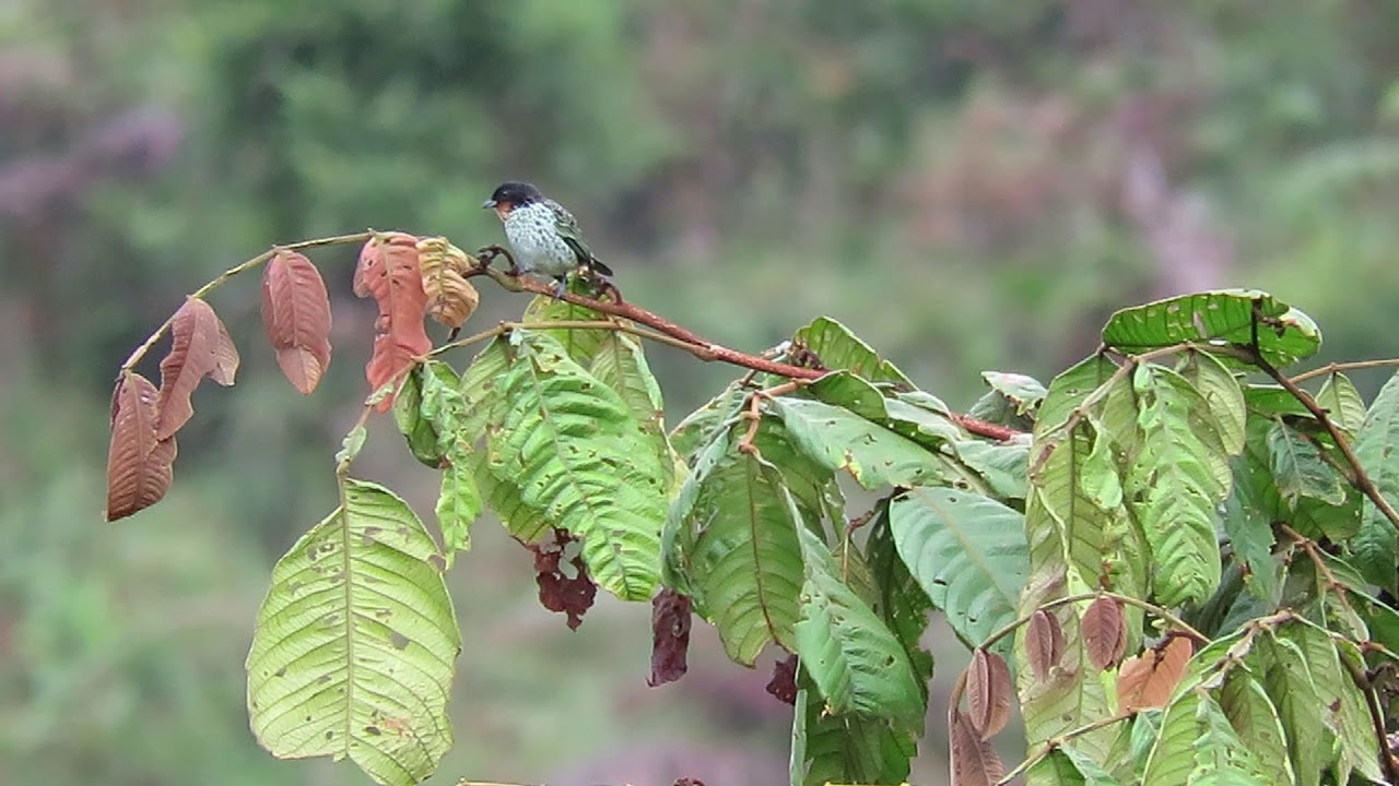 129 Rufous throated Tanager, Anchicaya, Colombia, Feb 2018 