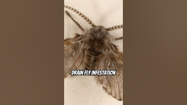 How to get rid of drain flies 🪰