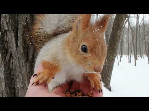 Беременная белка села мне на ладонь / A pregnant squirrel sat on my palm