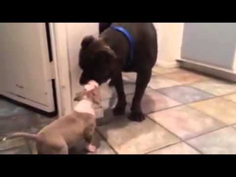 American Bully play with puppy petco hours