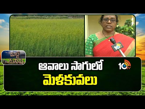 Matti Manishi : ఆవాలు సాగులో మెళకువలు | Mustard Farming | Avalu Cultivation | 10TV - 10TVNEWSTELUGU
