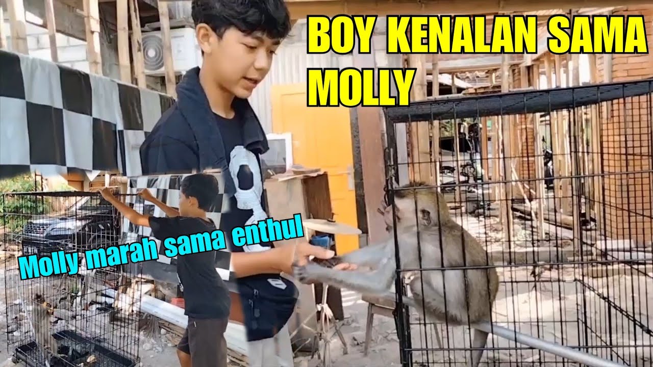 Enthul gangguin molly sampai marah