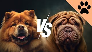 Chow Chow vs Shar-pei by Dog World 889 views 2 months ago 10 minutes, 48 seconds
