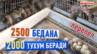 2500 БЕДАНА 2000 тухум беради. \ Кормление перепелов - дело прибыльное.