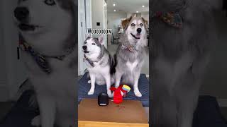 Dogs React to Farting Parrot