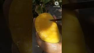 Yummy tasty juicy mangoes /#shortsfeeds