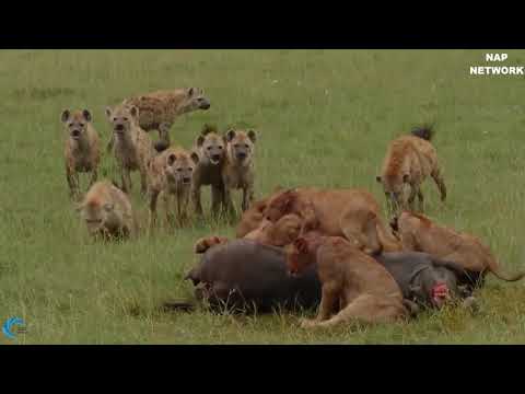 Warabe Iyo Libaax Keeba Adag