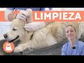 Cómo LIMPIAR LAS OREJAS de UN PERRO 🐶🩺 (Curso de Auxiliar Técnico Veterinario)