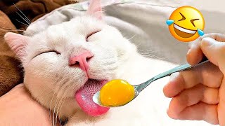 Funniest videos 2023😂 - Funny Cats😹 And Funny Dogs 🐶 Try Not To Laugh