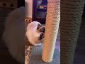 DIY Scratching Post 