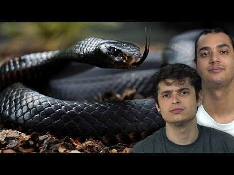 AS 10 COBRAS MAIS VENENOSAS DO MUNDO