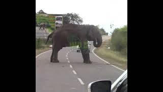A Wild Elephant In The Middle Of The Main Road | 幹線道路の真ん中にいる野生のゾウ | Wildlife | Wild Animals #Shorts