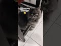 #cst #cutecat #shortsviral
