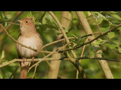 Video: Burung bulbul umum: deskripsi, habitat
