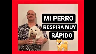 Mi perro respira muy rápido.