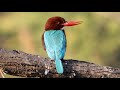 White-throated Kingfisher in India