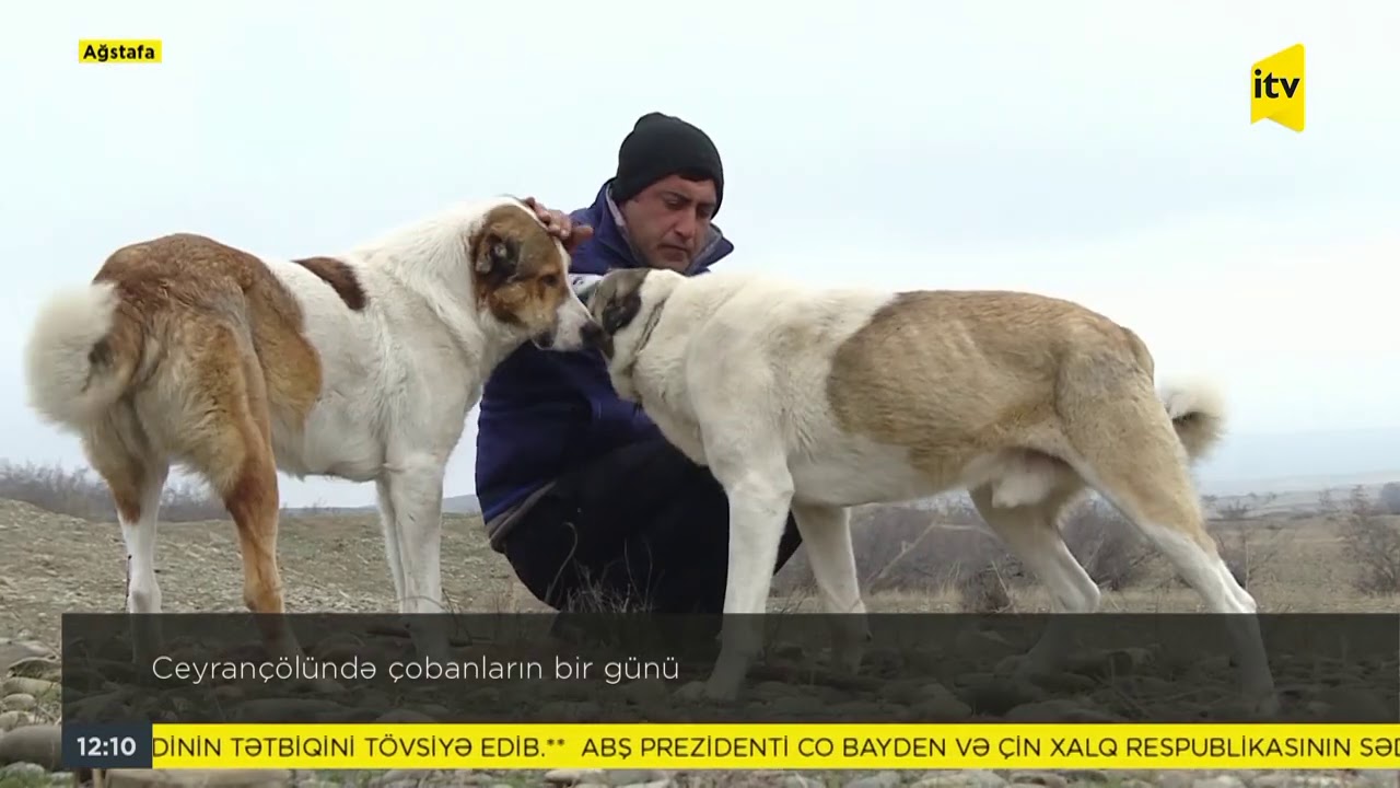 Ceyrançöldə çobanların bir günü