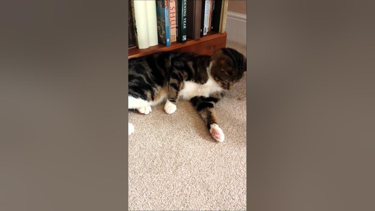 The cat doesnt like his new bell collar! ! YouTube