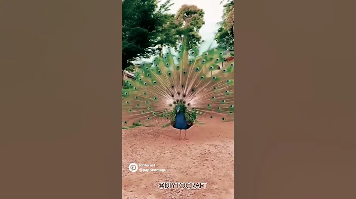 Peacock Jamal