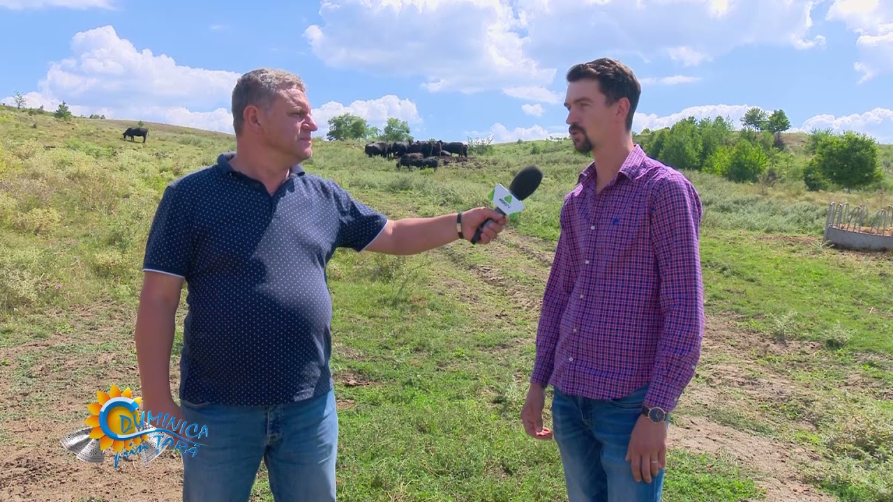 Ferma de vaci Angus, cheia succesului pentru o familie din Bacău 1 Ferma de vaci Angus, cheia succesului pentru o familie din Bacău YouTube player